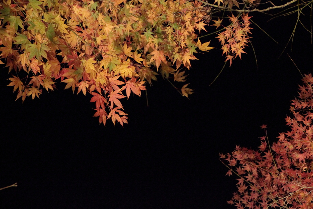 夜を彩る（2）