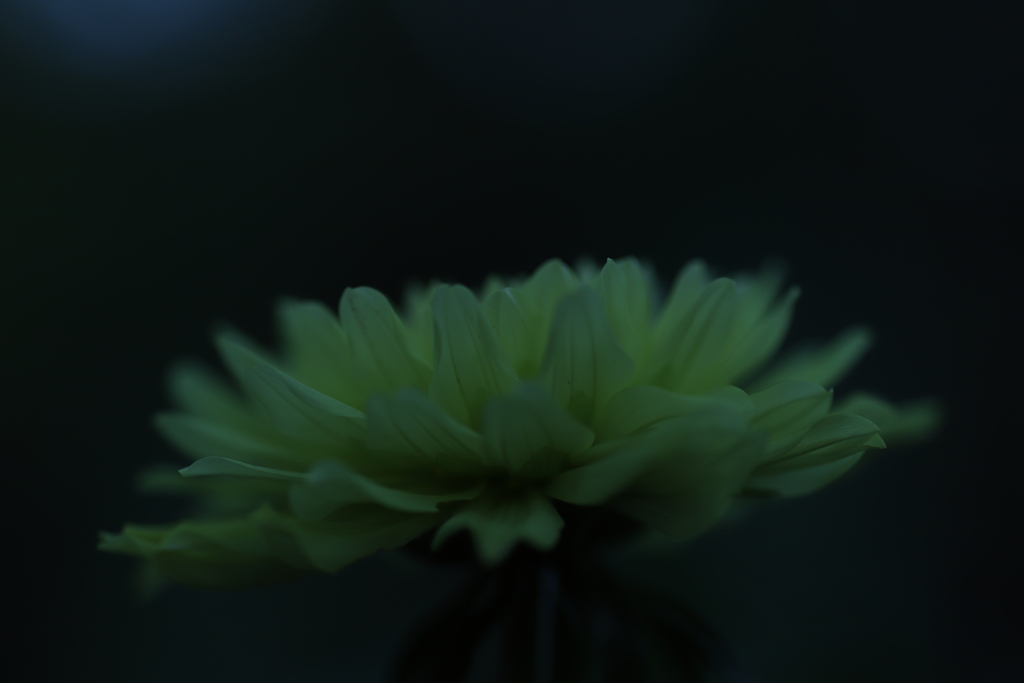 ダリア3