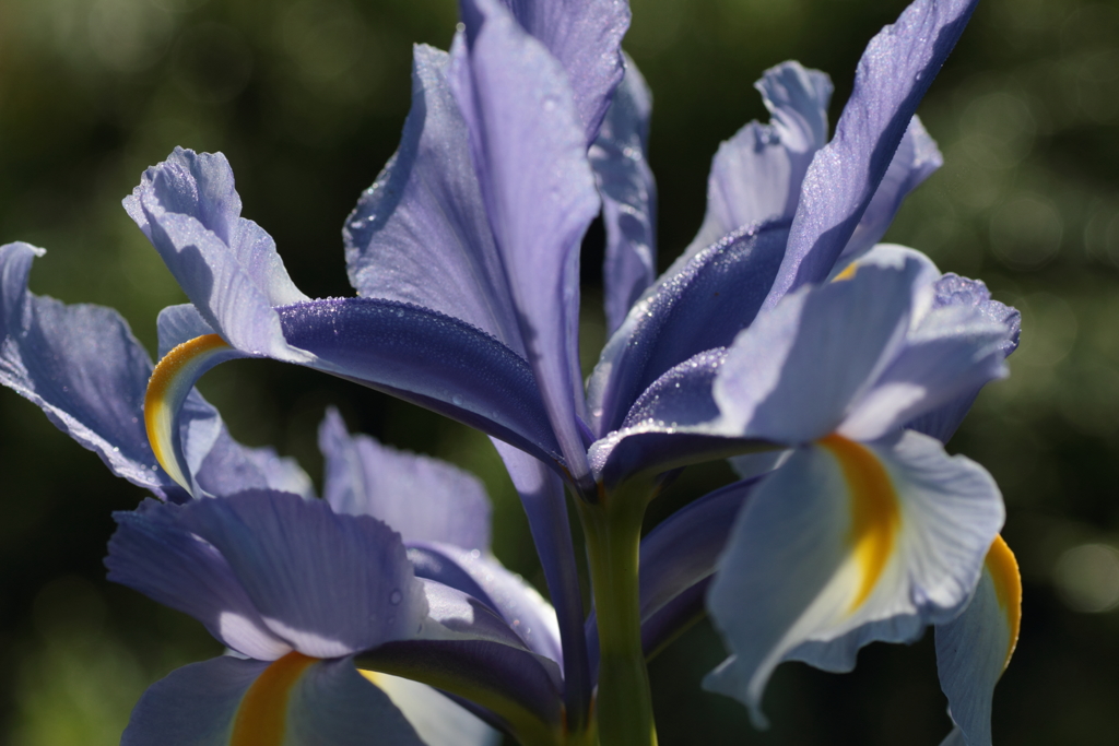 Iris(4)