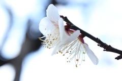 白梅