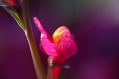 幻想