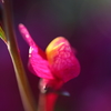 幻想