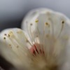 匂い草