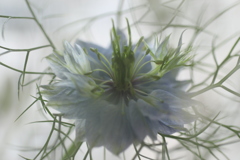 Love in a mist