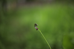 小さな星のすみっこで