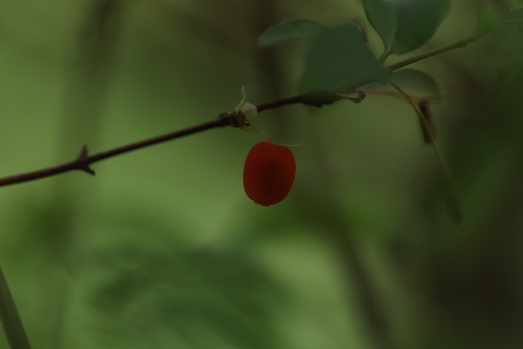 紅く