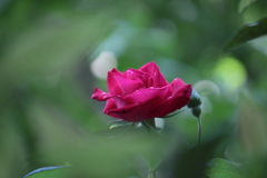 たった一輪の花