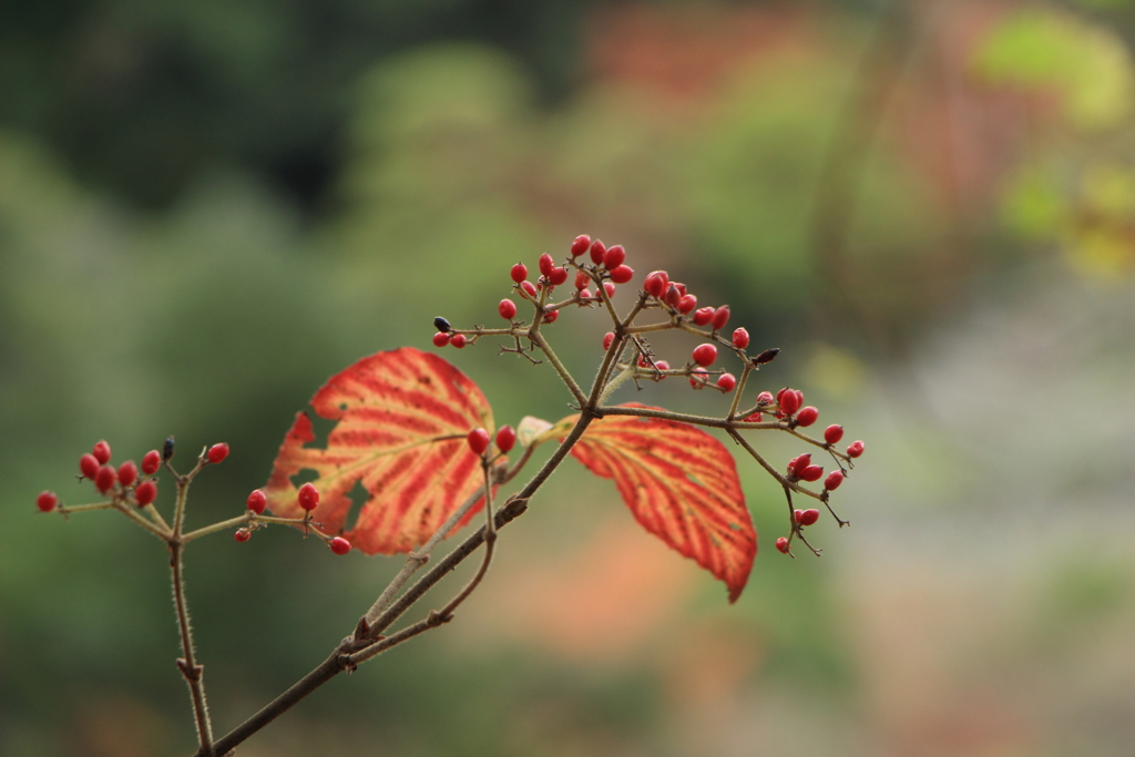 秋も終わり（1）