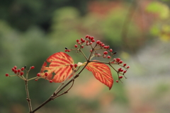 秋も終わり（1）