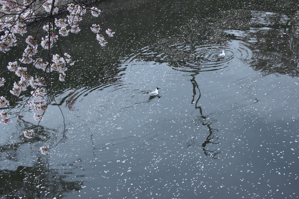 残る桜に散る桜（2）