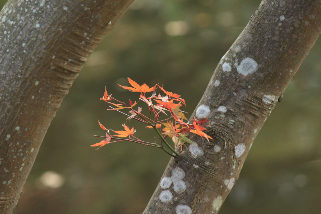 秋も終わり（8）