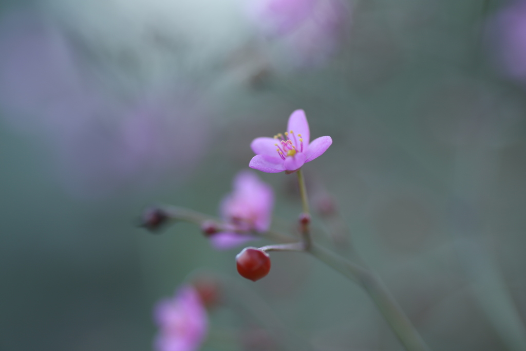 三時花