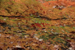 秋も終わり（2）