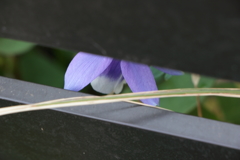 見つけた（2）