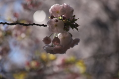 八重桜