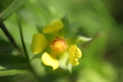 小悪魔