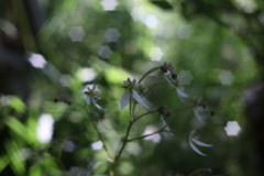 ユキノシタ（2）