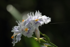 胡蝶花