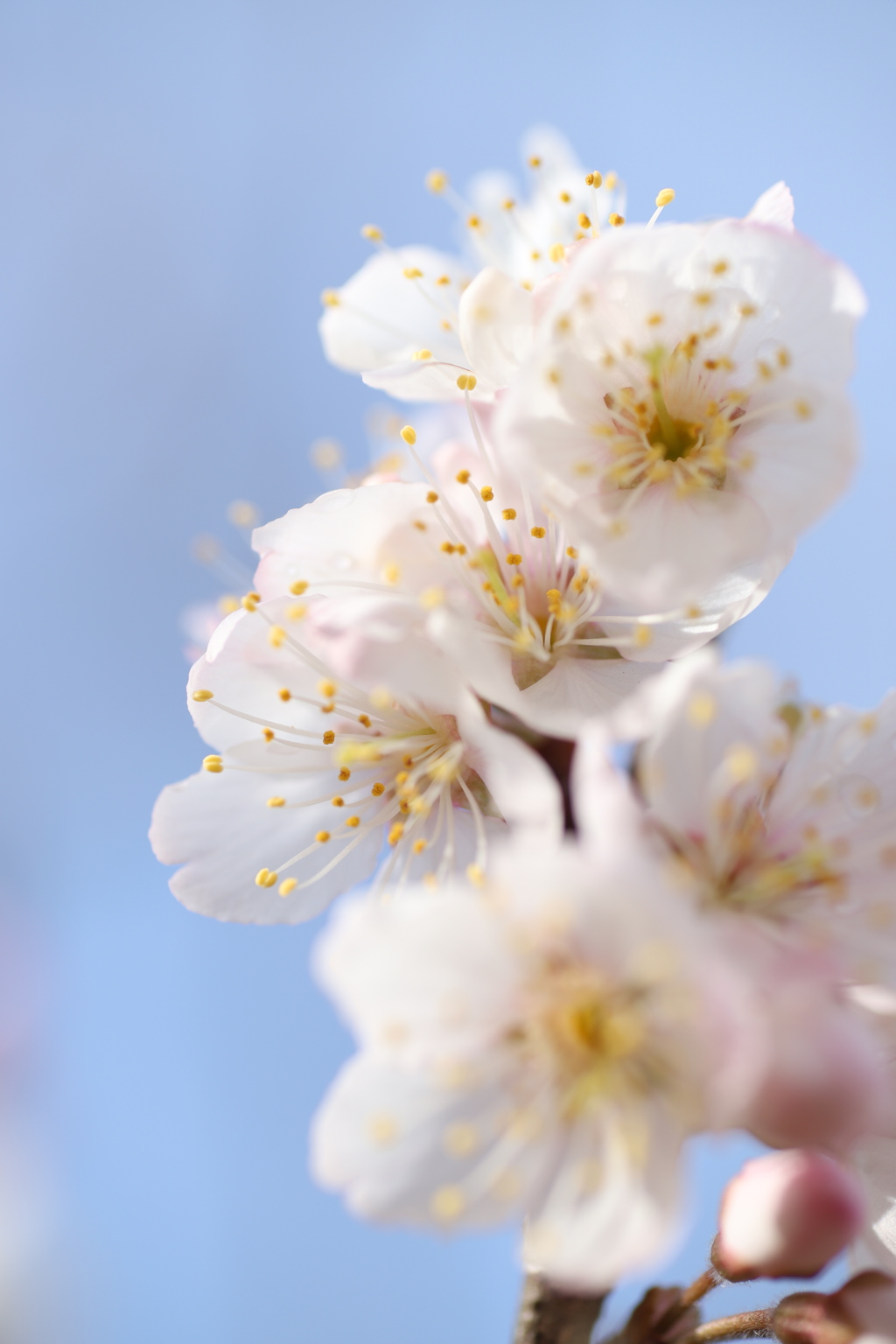 花は咲く