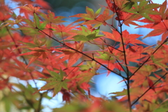 秋も終わり（6）