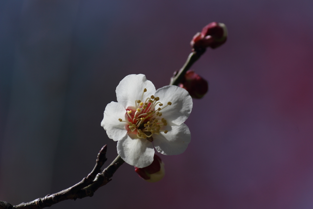 白梅