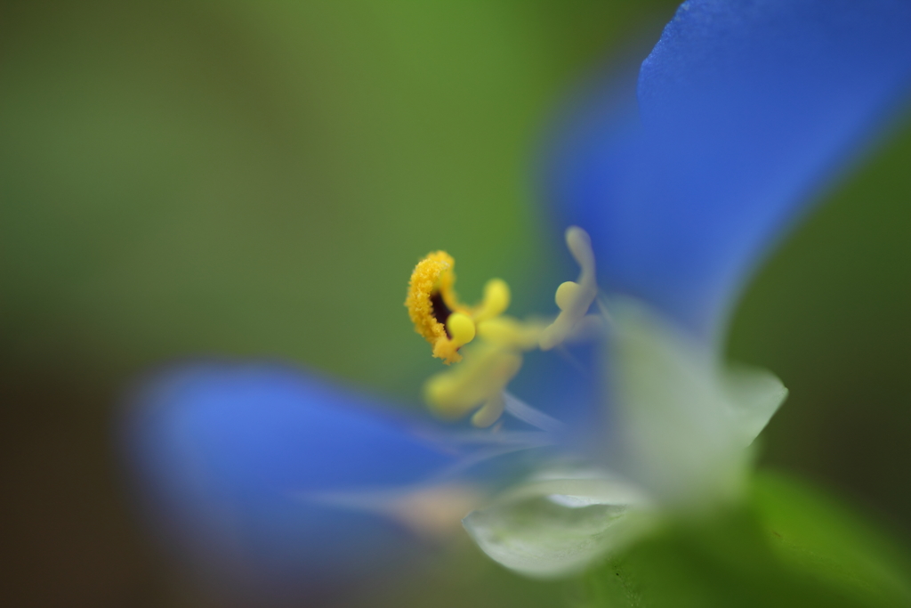 露草（2）
