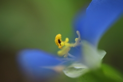 露草（2）