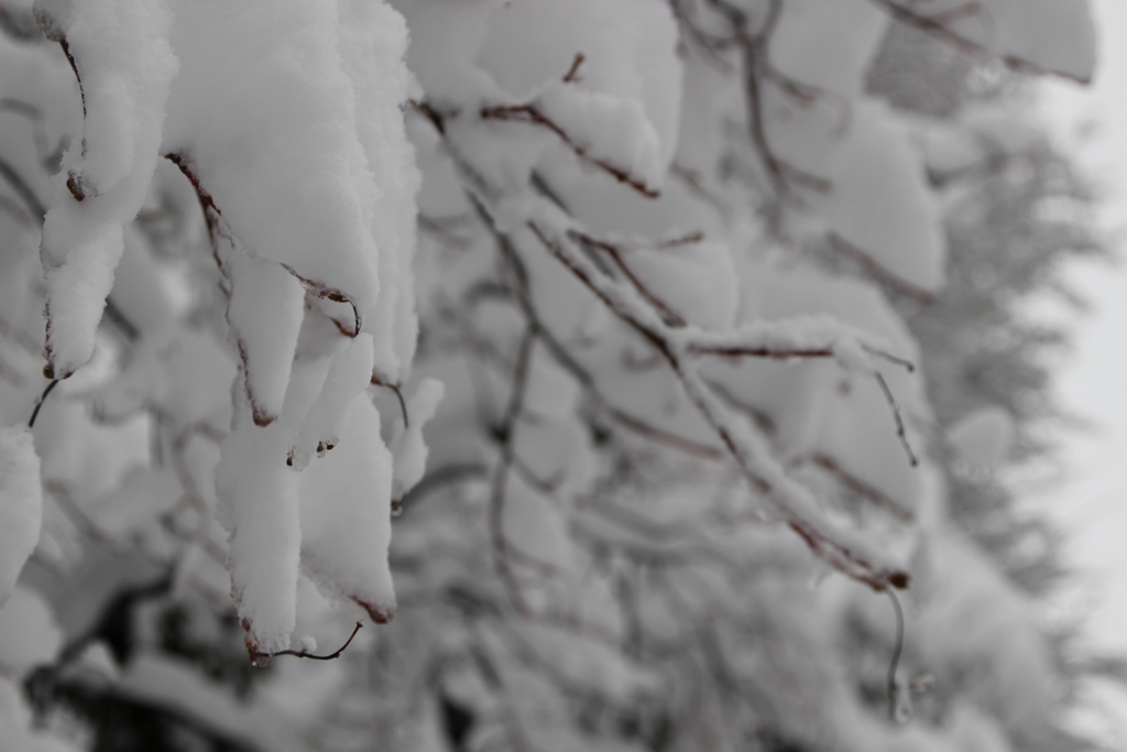 雪化粧