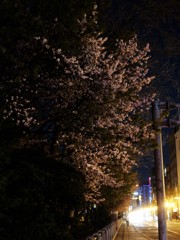 街中の夜桜