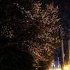 街中の夜桜