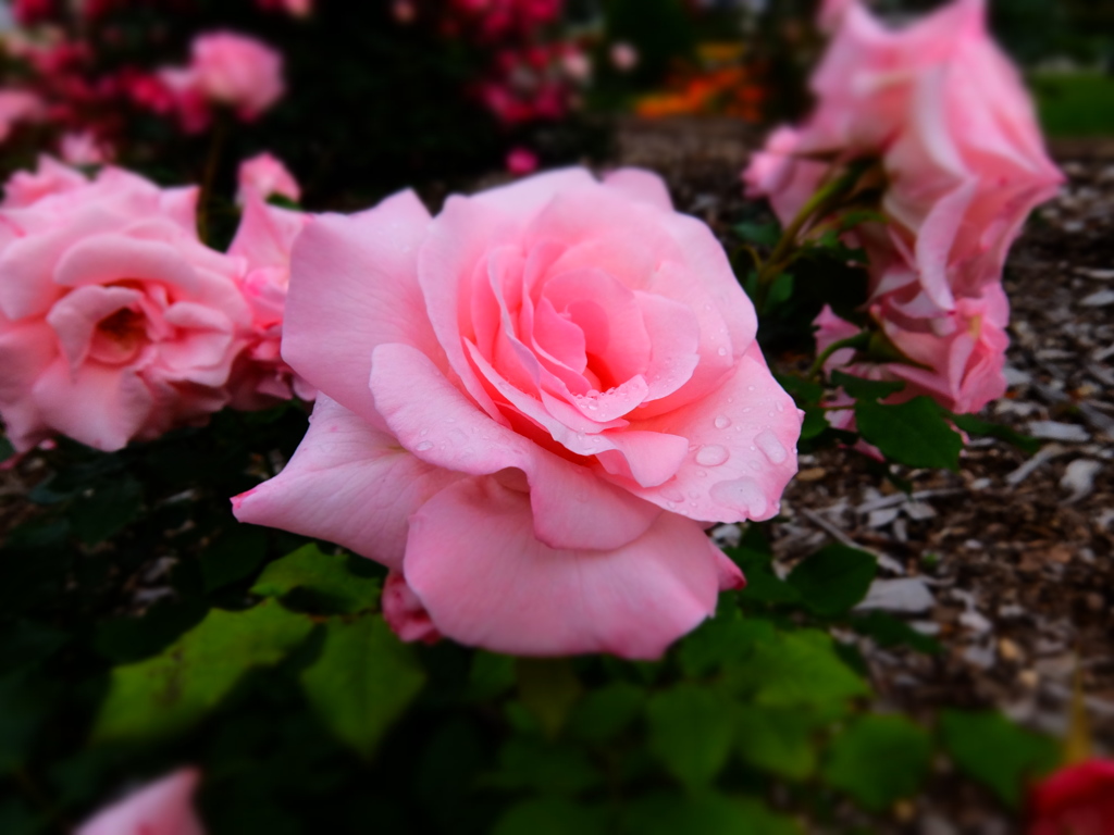 雨上がりの薔薇