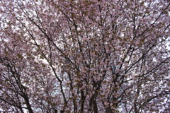 桜、密集。