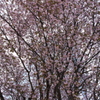 桜、密集。