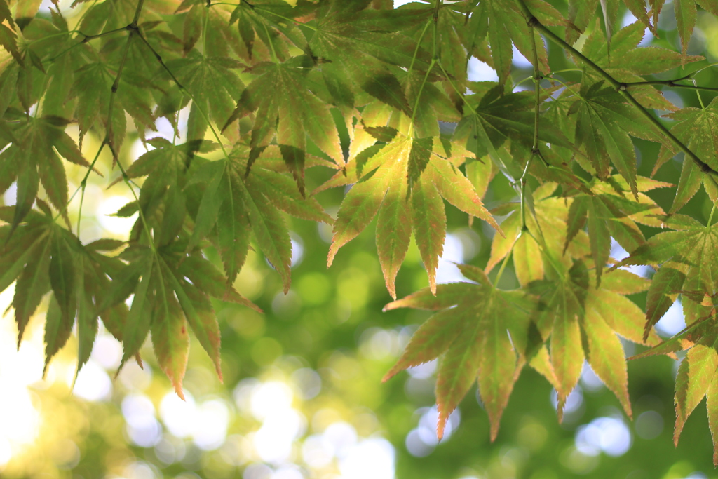 紅葉まではもう少し