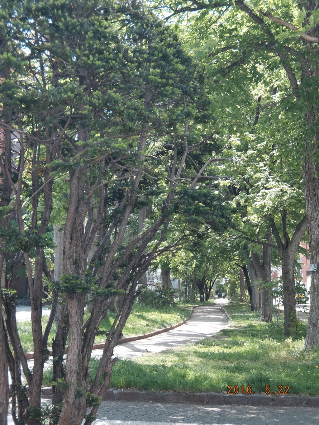 振り返ってみたら春の道