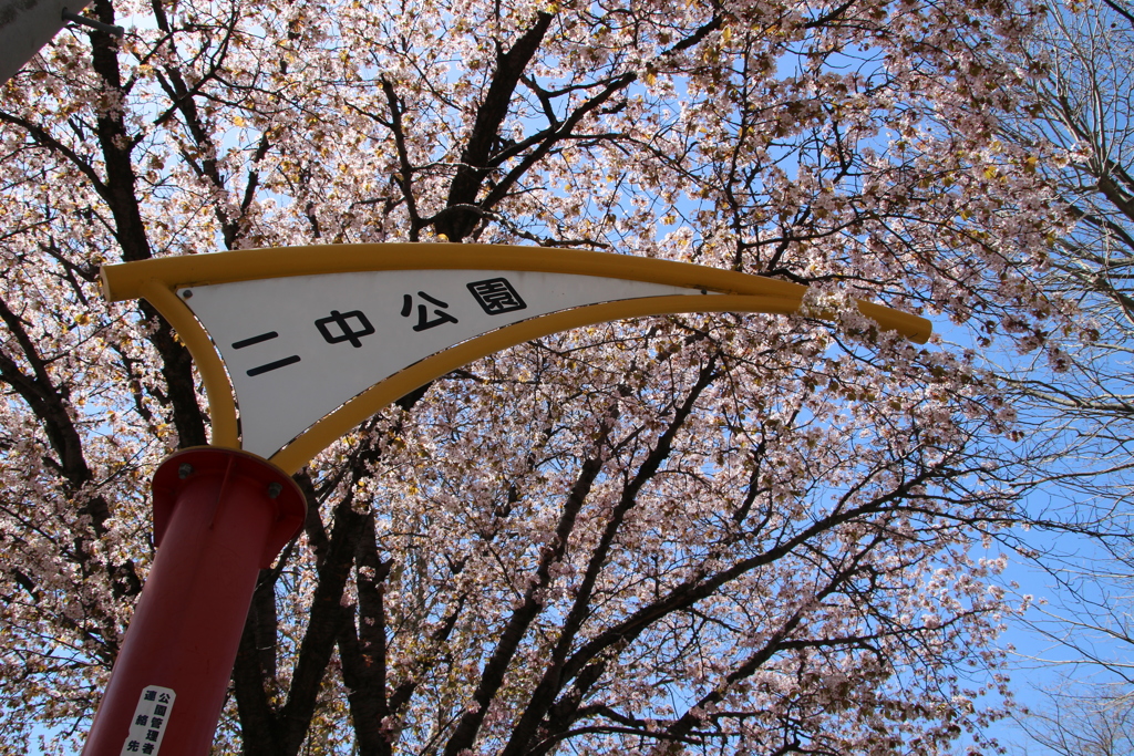 二中公園の桜