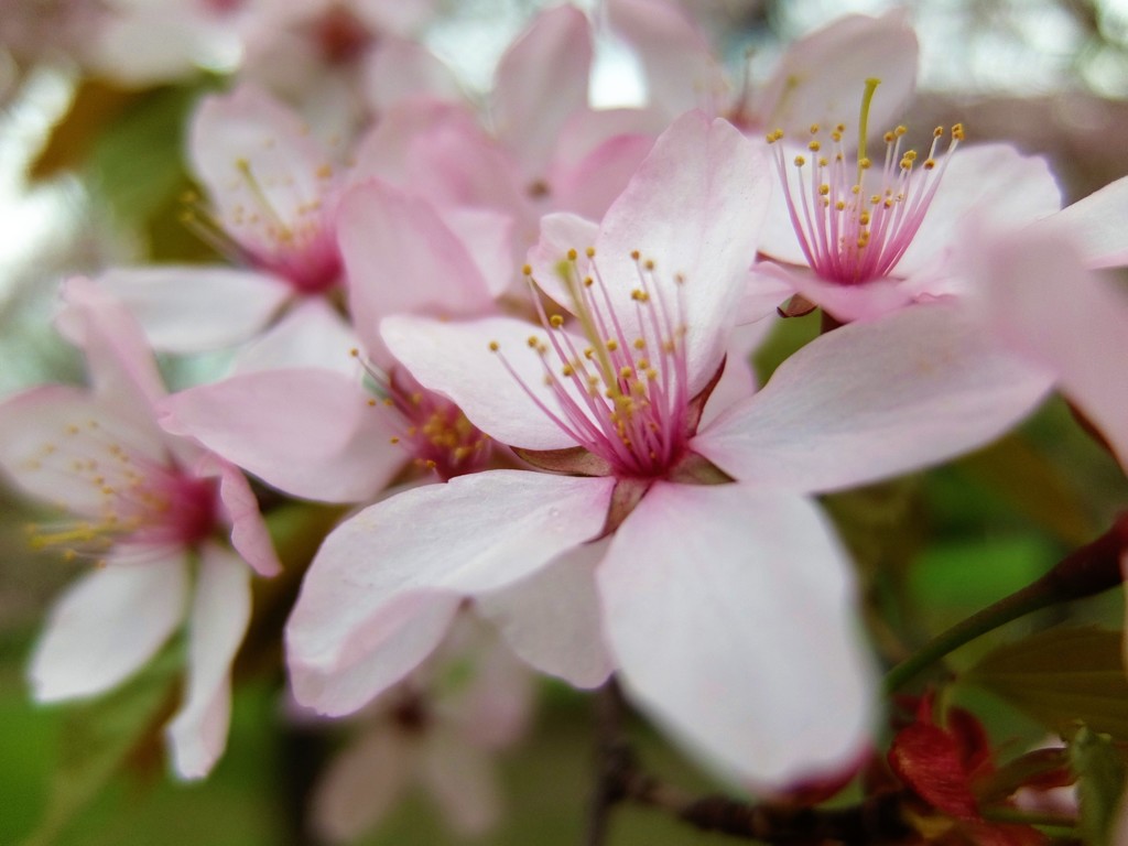 桜に迫ってみた(1)