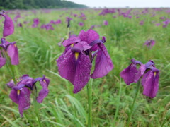 群生花菖蒲