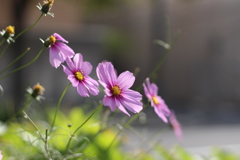 住宅街での秋桜