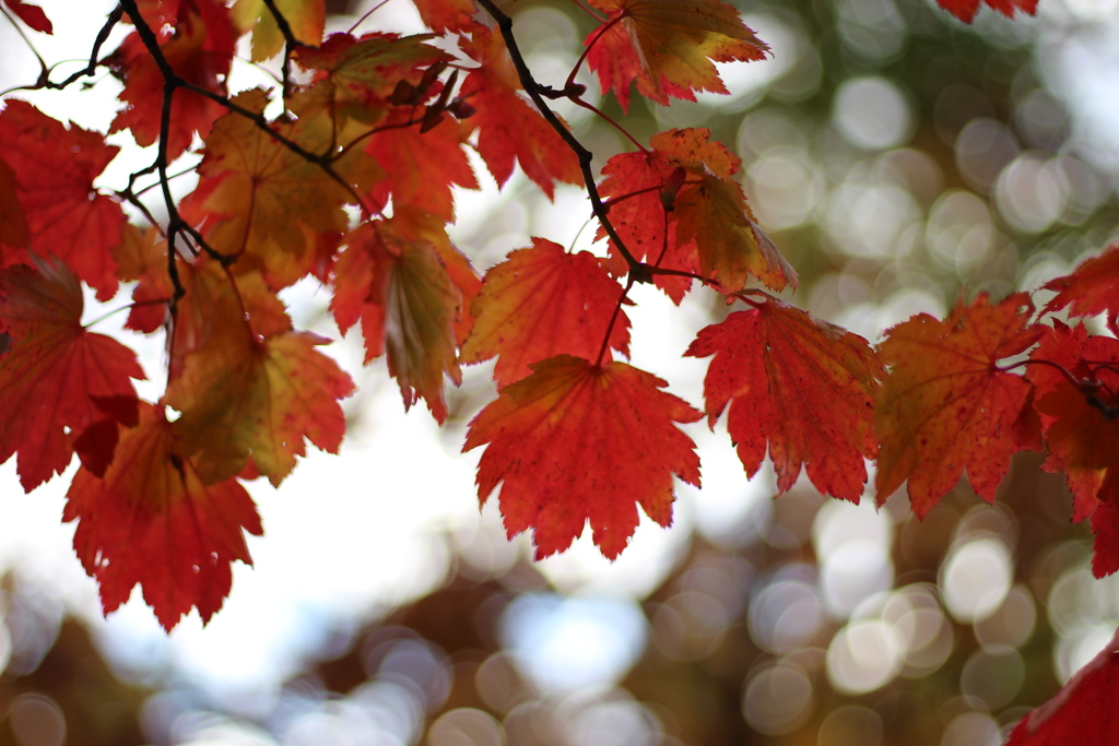 紅葉撮影中に日差しが差し込む