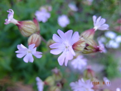 小さい花