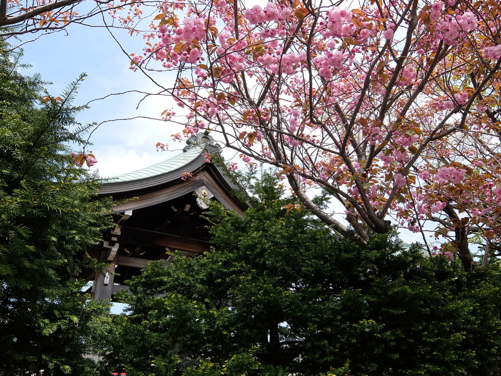 八重桜