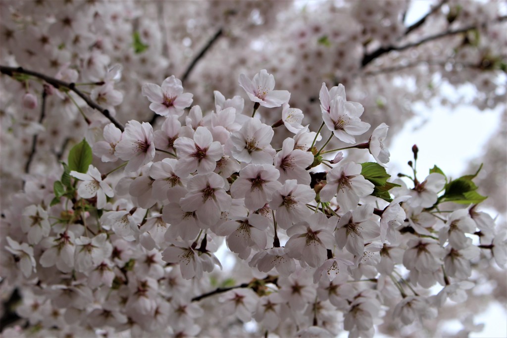 桜団子