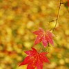 紅葉のポートレート