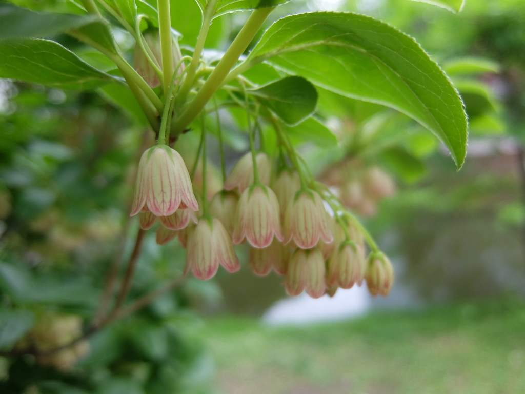 これは何の花？