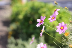 住宅街での秋桜２