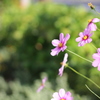 住宅街での秋桜２