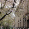 桜と札幌資料館(2)