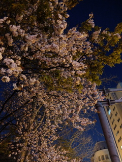 街中の夜桜２