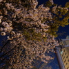 街中の夜桜２